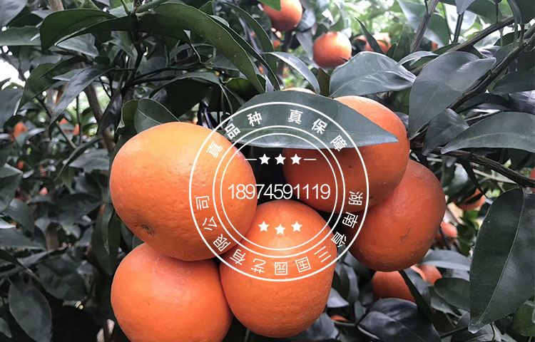 沃柑