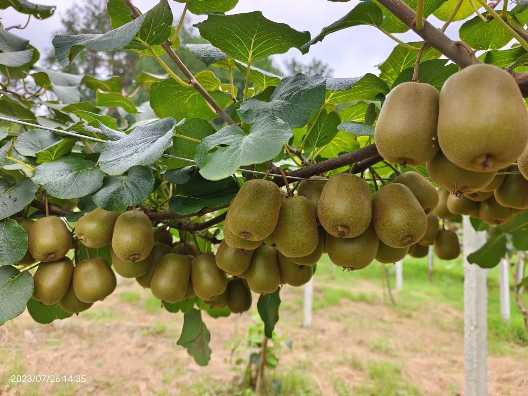 金红1号